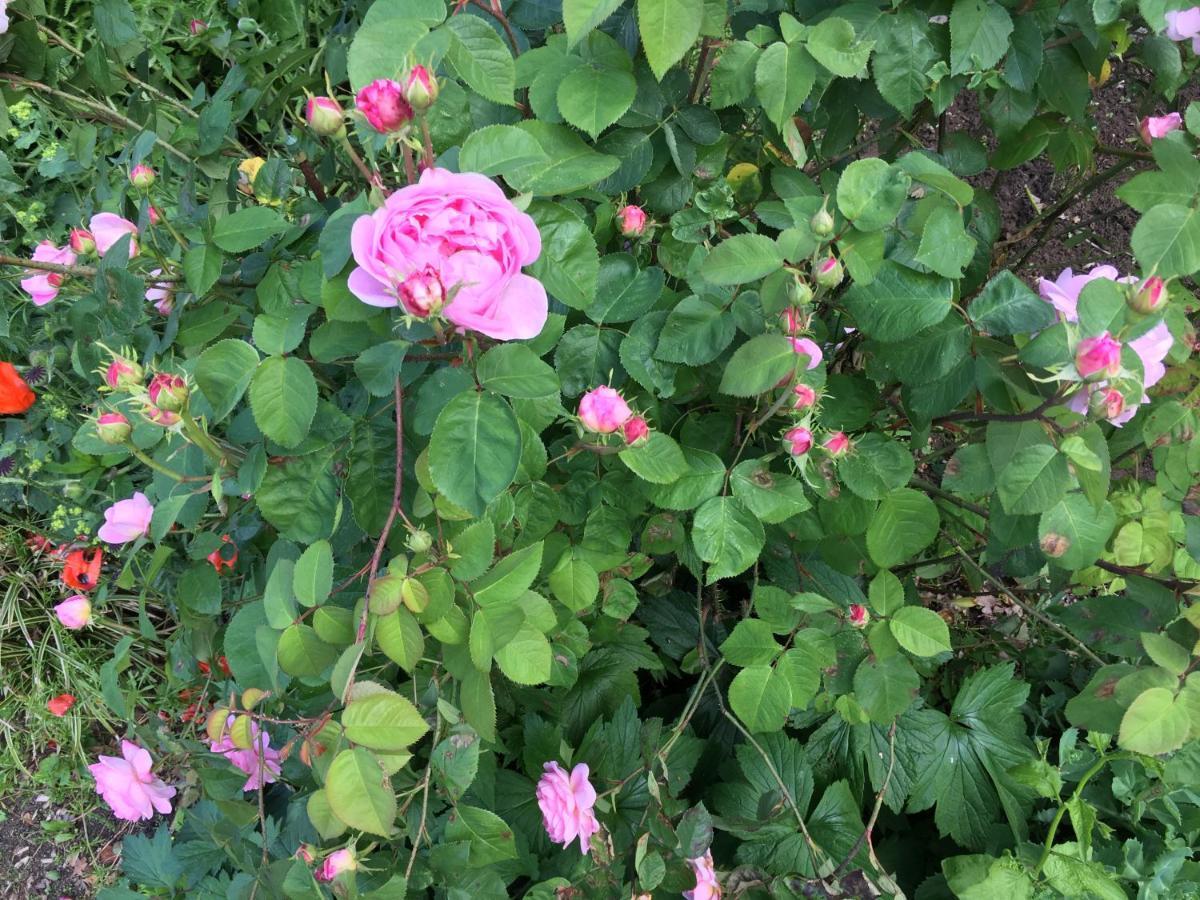 Huck'S Ferienhaeuser Borstel  外观 照片